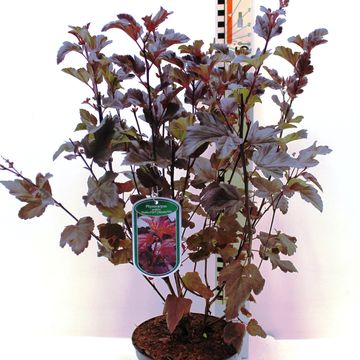 Physocarpus opulifolius DIABLE D'OR