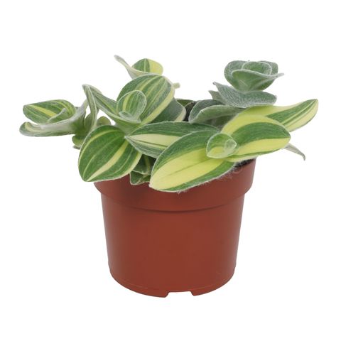 Tradescantia sillamontana