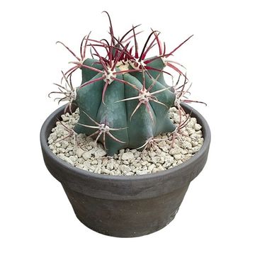 Ferocactus emoryi