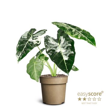 Alocasia micholitziana 'Frydek Variegata'