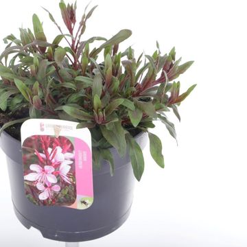 Gaura lindheimeri GAUDI MEDIUM PINK