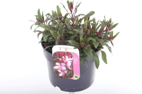 Gaura lindheimeri GAUDI MEDIUM PINK