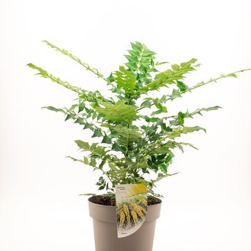 Mahonia x media 'Charity'