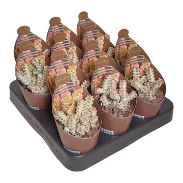 Crassula marnieriana 'Variegata'