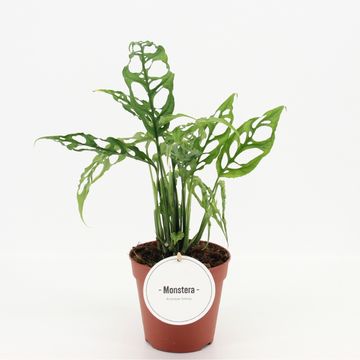 Monstera obliqua 'Peru'