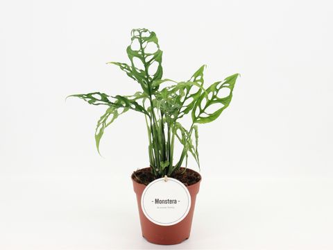 Monstera obliqua 'Peru'