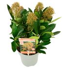 Skimmia japonica MIRACLE