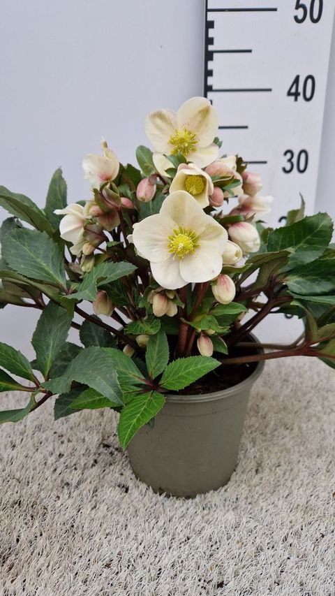 Helleborus x ericsmithii HGC SHOOTING STAR