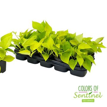 Epipremnum pinnatum 'Golden Pothos'