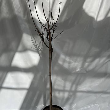 Acer platanoides 'Crimson Sentry'