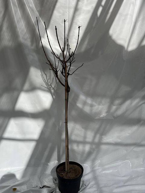 Acer platanoides 'Crimson Sentry'