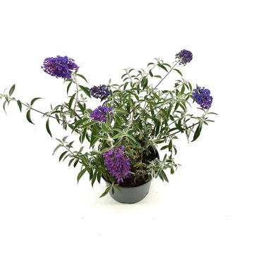 Buddleja davidii 'Nanho Purple'