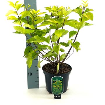 Philadelphus coronarius 'Aureus'