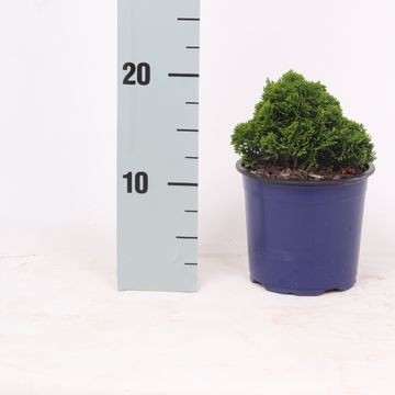 Chamaecyparis obtusa 'Nana Gracilis'