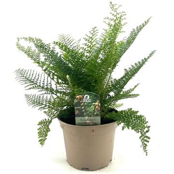 Polystichum setiferum 'Plumoso-densum'