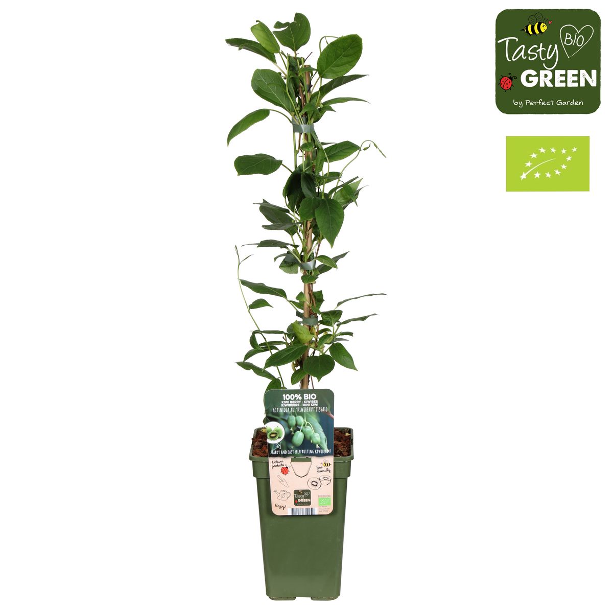 Actinidia arguta 'Issai' — Plant Wholesale FlorAccess