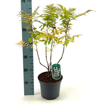 Sorbaria sorbifolia