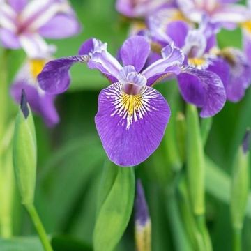 Iris pseudacorus