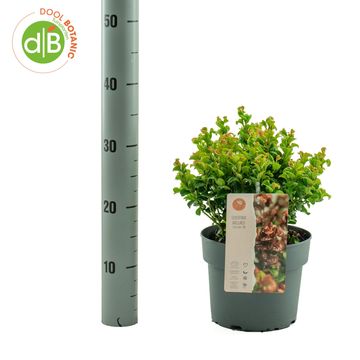 Leucothoe axillaris 'Curly Red'