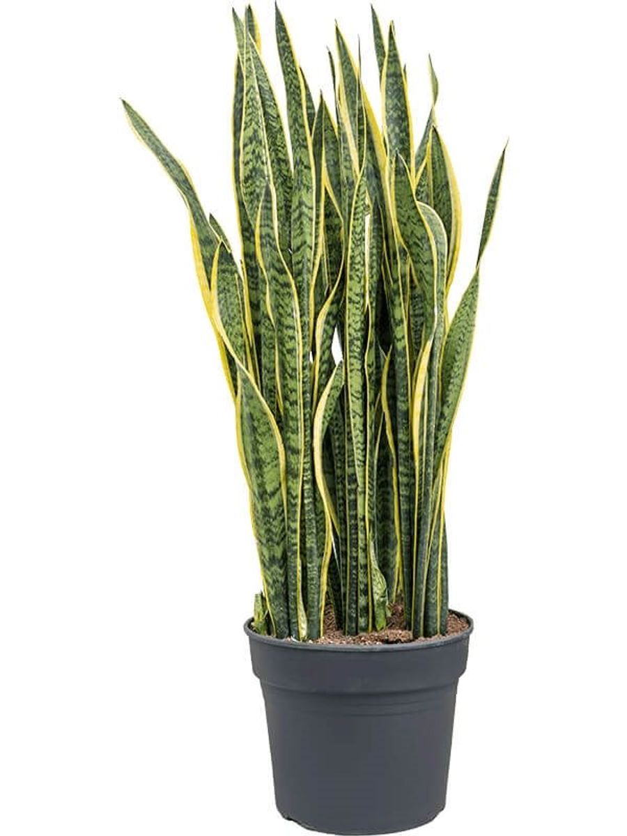 Sansevieria Trifasciata Laurentii — Grossiste En Plantes Floraccess 