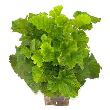 Geum rivale 'Mai Tai'