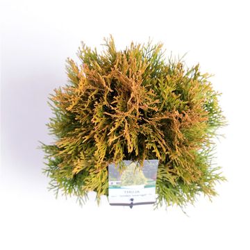 Thuja occidentalis GOLDEN SMARAGD