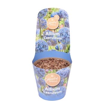 Allium caeruleum