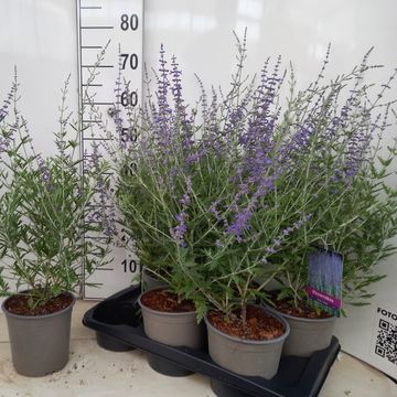 Perovskia 'Blue Spire'