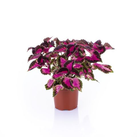 Plectranthus scutellarioides 'Fifth Avenue'