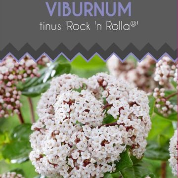 Viburnum tinus 'Rock 'n Rolla'
