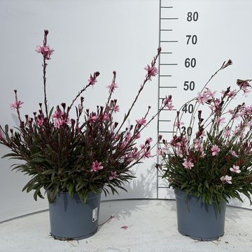 Gaura lindheimeri GAUDI PINK