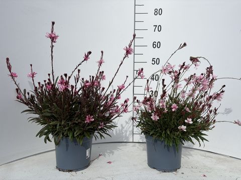 Gaura lindheimeri GAUDI PINK