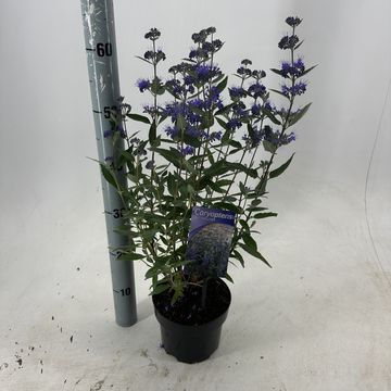 Caryopteris x clandonensis 'Thetis'