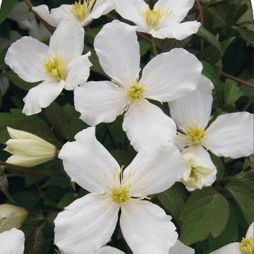 Clematis montana grandiflora (M)