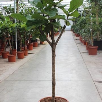 Ficus lyrata