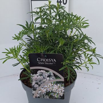 Choisya WHITE DAZZLER
