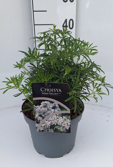 Choisya WHITE DAZZLER