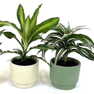 Plantas o interior MIX