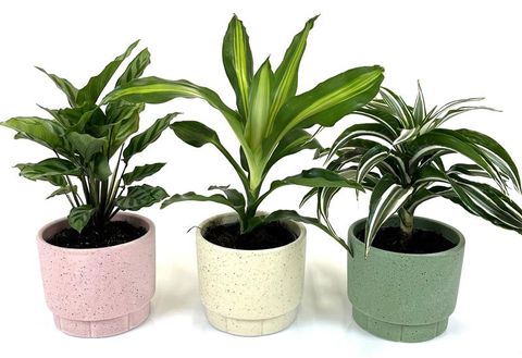 Houseplants MIX