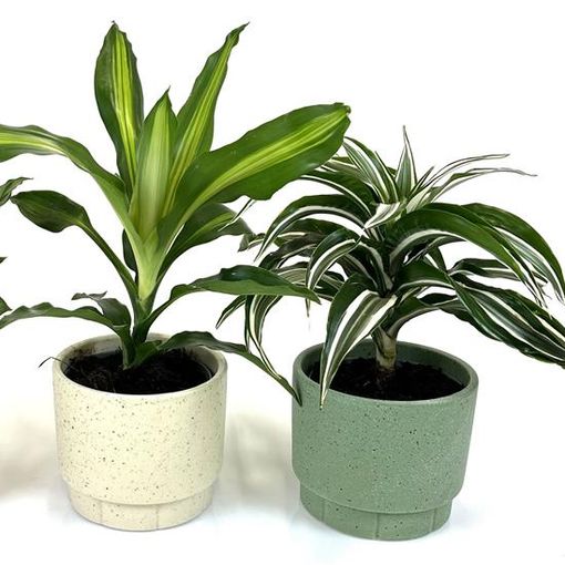 Plantas o interior MIX