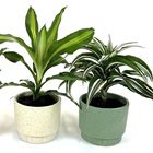 Plantas de interior MIX