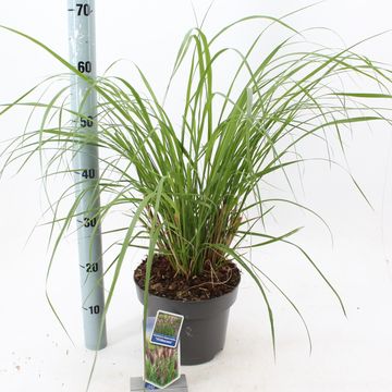 Pennisetum alopecuroides 'Viridescens'