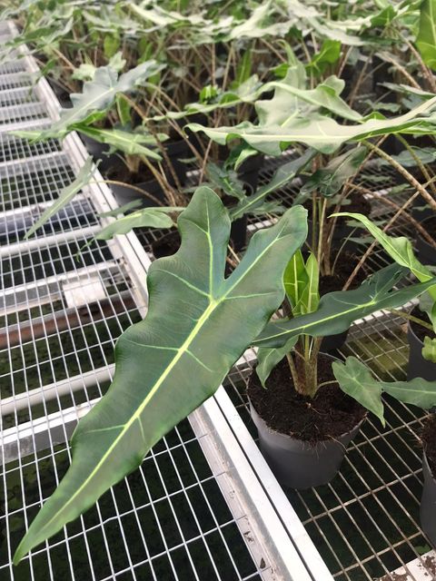 Alocasia 'Sarian'
