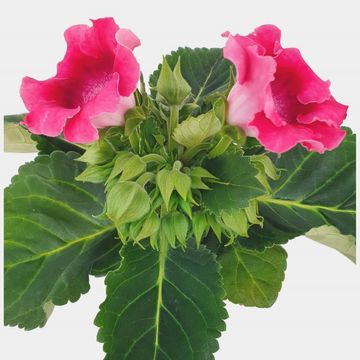 Sinningia 'Avanti Peach Rose'