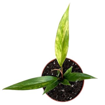 Philodendron 'Caramel Marble'