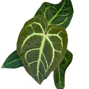 Anthurium regale x magnificum