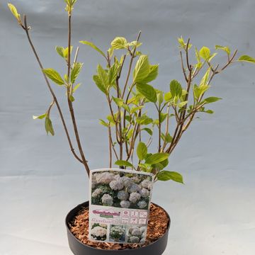 Hydrangea arborescens CANDYBELLE MARSHMALLOW