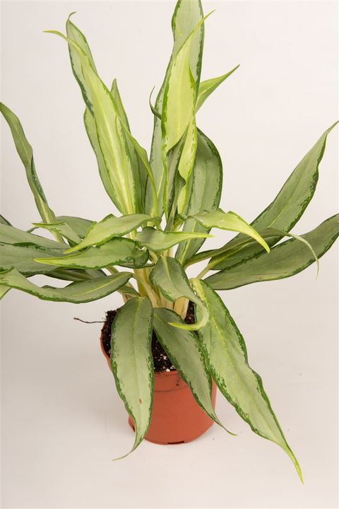 Aglaonema 'White Lance'