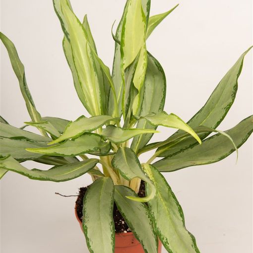 Aglaonema 'White Lance'