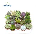 Succulents MIX